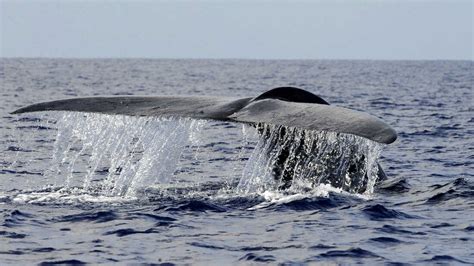 The Role of Whales